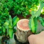 Brazilian wood/ Dracena Fragrans Live Plant (varigated) - Image 2