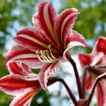Amaryllis Lily Dutch Mix Colour Bulb - Image 4