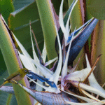 Bird Of Paradise / Strelitzia Reginae - Image 4