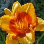 Yellow DayLily Hemerocallis Hybrid Bulbs