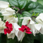 Bleeding Heart Vine Plant(Mix colour)