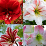 Amaryllis Lily Dutch Mix Colour Bulb - Image 6