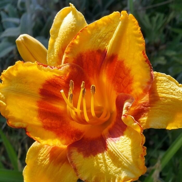 Yellow DayLily Hemerocallis Hybrid Bulbs - Image 1