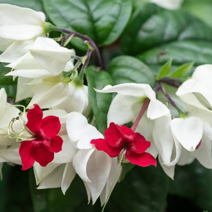 Bleeding Heart Vine Plant(Mix colour) - Image 1