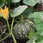 F1 Hybrid Pumpkin Vegetable Seeds | High Yield Kaddu Seeds - Image 2