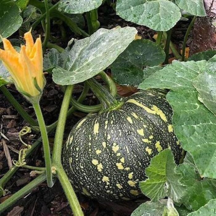 F1 Hybrid Pumpkin Vegetable Seeds | High Yield Kaddu Seeds - Image 2