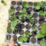 Gwar Phali/Cluster Beans F1 Hybrid Seeds | High Germination | Terrace Gardening Seeds - Image 5