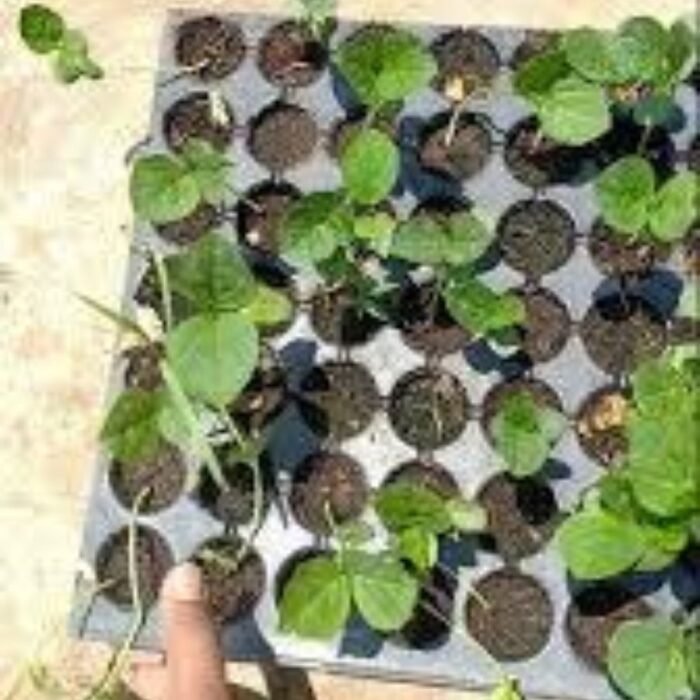Gwar Phali/Cluster Beans F1 Hybrid Seeds | High Germination | Terrace Gardening Seeds - Image 5