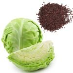 Cabbage (Hari Patta Gobhi) F1 Hybrid Seeds | High Germination | Terrace Gardening - Image 3