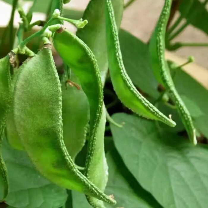 Sem Phali/Lima Beans F1 Hybrid Seeds | High Yield & Germination Seeds | Home Gardening - Image 5