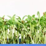 Fenugreek (Methi) Vegetable Seeds | Easy to Grow | High Germination & Yield Seeds - Image 6