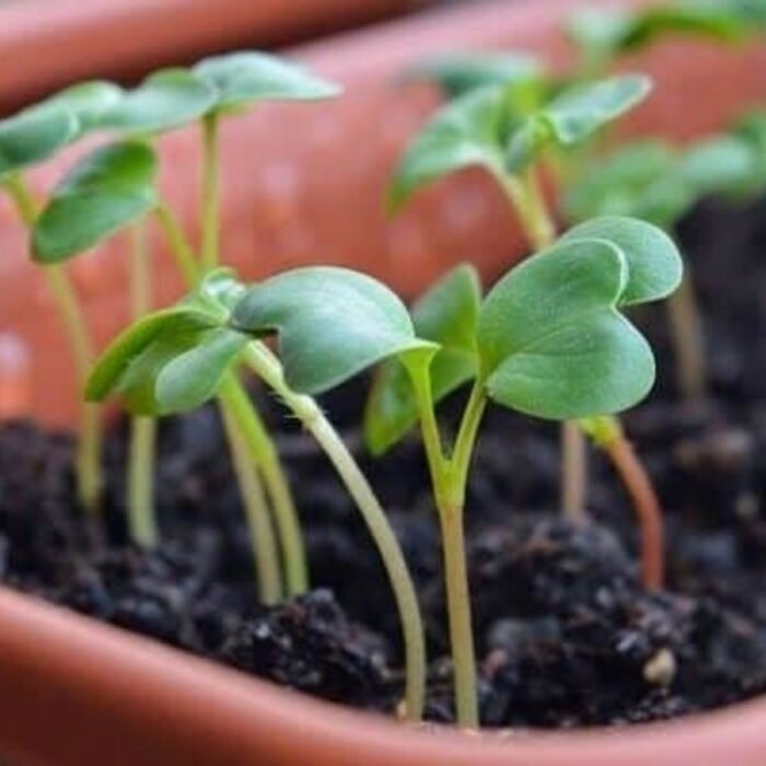 Radish (Mooli) White Long F1 Hybrid Vegetable Seeds - Image 6