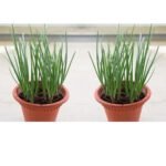 Spring Cut Bunching Onion (Hari Pyaj) Seeds | High Germination | Terrace Gardening Seeds - Image 5