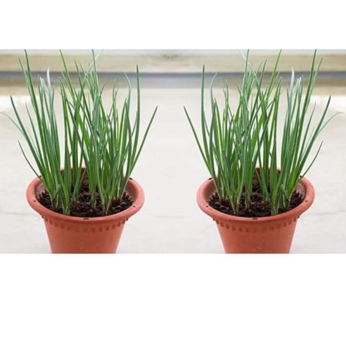 Spring Cut Bunching Onion (Hari Pyaj) Seeds | High Germination | Terrace Gardening Seeds - Image 5