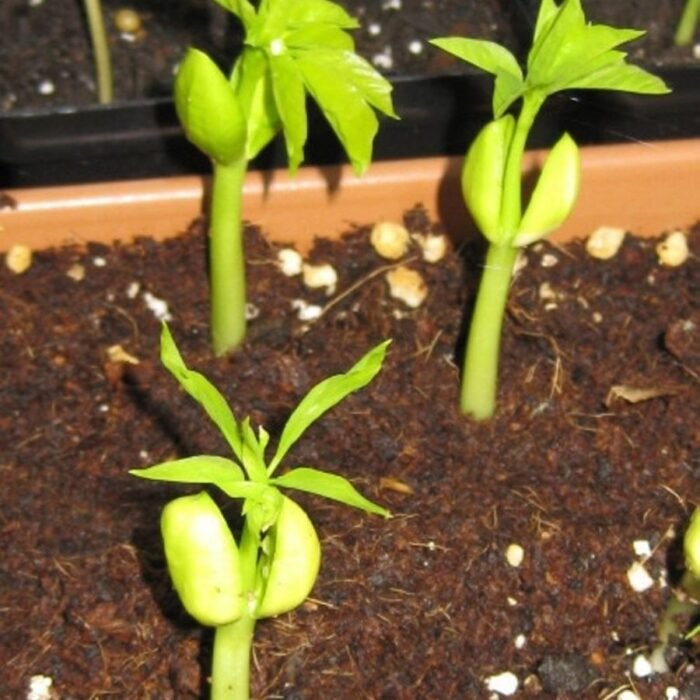 Moringa Drumstick (sahajan) Vegetable Seeds - Image 6