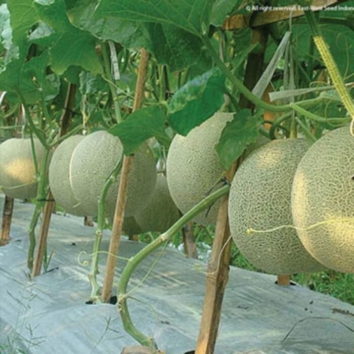 Muskmelon Kharbooza Madhuras Fast Germination F1 Hybrid Seeds - Image 2