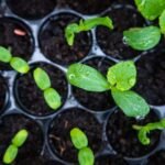 Round Musk Melon F1 Hybrid Seeds With Greenish Stripes | High Germination Rate - Image 6