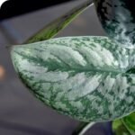 Satin Money Plant / Pothos (Sapling)