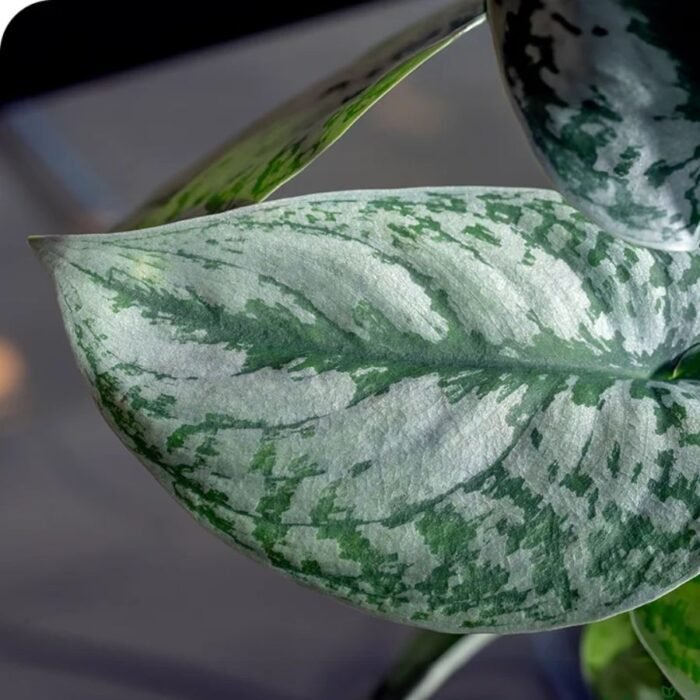 Satin Money Plant / Pothos (Sapling) - Image 1