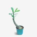 Adenium Arabicum – Rare Desert Rose - Image 3