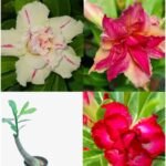 Adenium Pearl Combo of 3 Plants