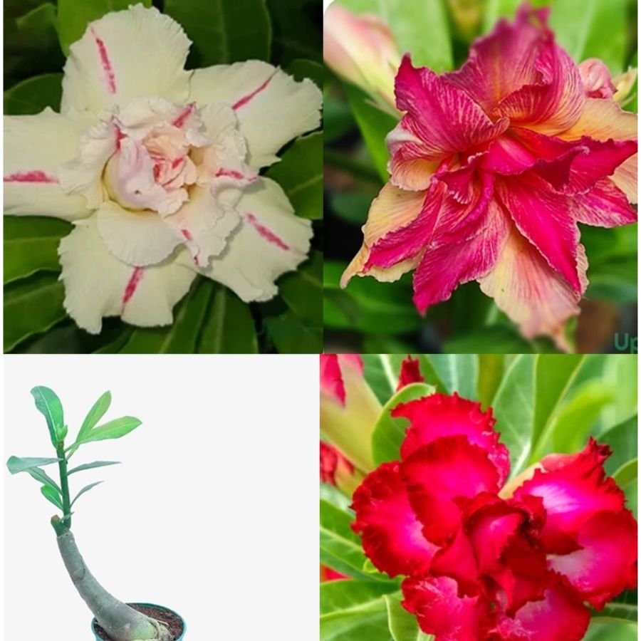 6 Adenium Pearl Combo of 3 Plants - Image 1