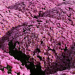Guldavari/Chrysanthemum / Guldaudi Plant Combo Sapling (12 pcs) - Image 3