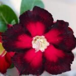Adenium Mamta Grafted (Single Petal Double Color Hot Red)