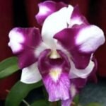 Orchid Dendrobium King Dragon
