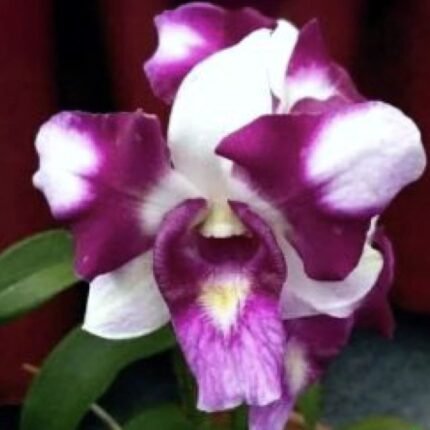 Orchid Dendrobium King Dragon