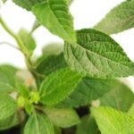 Lantana Mix Colour Plant - Image 4