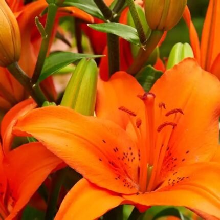 Orange Asiatic Lily Bulbs / Orange Lilium (Imported)