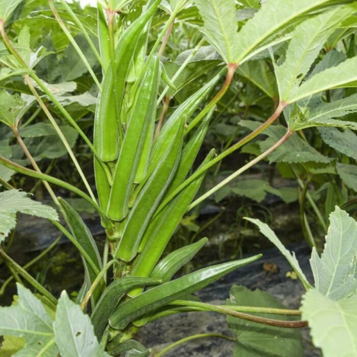 Okra (Lady Finger) F1 Hybrid Vegetable Seeds - Image 2