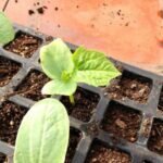 Ridge Gourd F1 Hybrid Turai Seeds | High Germination & Yield Seeds | Home Gardening - Image 6