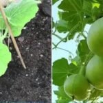 Tinda Round Gourd/Apple Gourd Vegetable Seeds | High Germination & Yield - Image 6