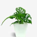 Broken Heart Plant / Monstera Adansonii Plant (Sapling)