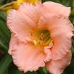 Yellow DayLily Hemerocallis Hybrid Bulbs - Image 3