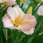 Yellow DayLily Hemerocallis Hybrid Bulbs - Image 4
