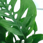 Broken Heart Plant / Monstera Adansonii Plant (Sapling) - Image 2