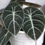 Alocasia Black Velvet Plant Sapling