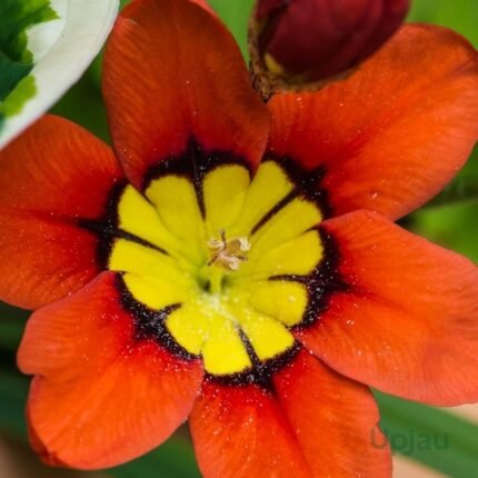 Sparaxis Flower Bulb (Any Color)