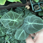 Alocasia Black Velvet Plant Sapling - Image 2