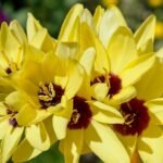 Sparaxis Flower Bulb (Any Color) - Image 2