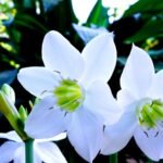Eucharis Amazon Lily Bulb