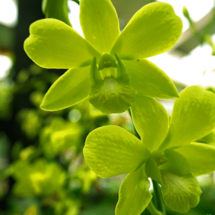 Orchid Dendrobium Aridang Green