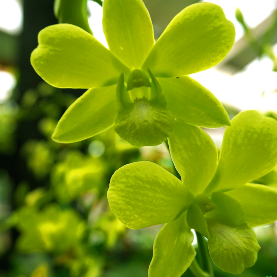 68 Orchid Dendrobium Aridang Green - Image 1