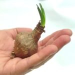 Eucharis Amazon Lily Bulb - Image 3