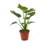 Alocasia Cucullata Plant - Image 2