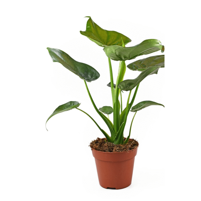 Alocasia Cucullata Plant - Image 2