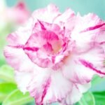 Adenium Meenaskhi Grafted (Double Petal Pink)